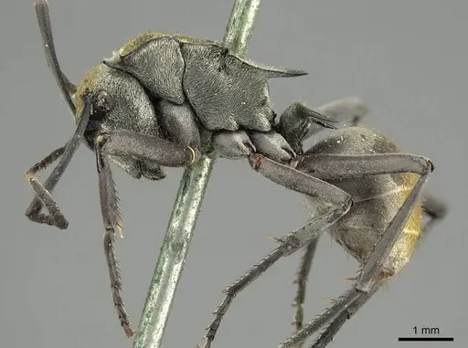Polyrhachis trapezoidea specimen CASENT0915622 image casent0915622_3