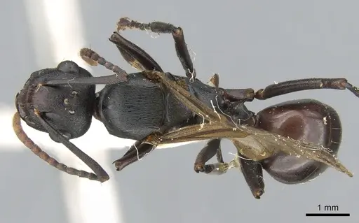 Polyrhachis triaena specimen CASENT0906585 image casent0906585_1