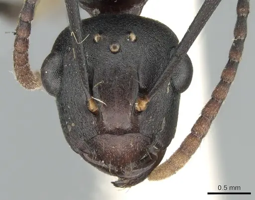 Polyrhachis triaena specimen CASENT0906585 image casent0906585_2