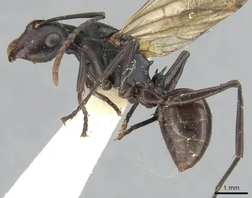 Polyrhachis triaena specimen CASENT0906585 image casent0906585_3