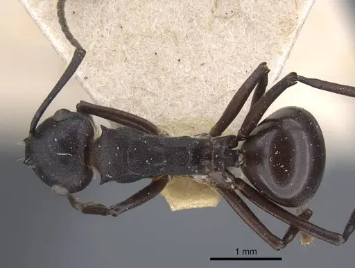 Polyrhachis tricuspis specimen CASENT0917179 image casent0917179_1