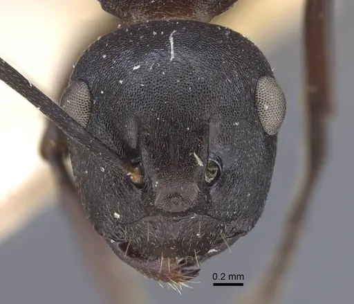 Polyrhachis tricuspis specimen CASENT0917179 image casent0917179_2