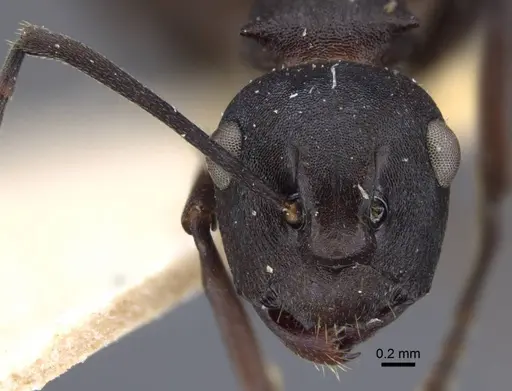 Polyrhachis tricuspis specimen CASENT0917179 image casent0917179_3