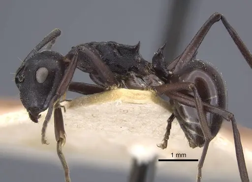 Polyrhachis tricuspis specimen CASENT0917179 image casent0917179_4