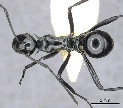 Polyrhachis trina specimen CASENT0903341 image casent0903341_1