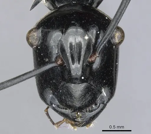 Polyrhachis trina specimen CASENT0903341 image casent0903341_2