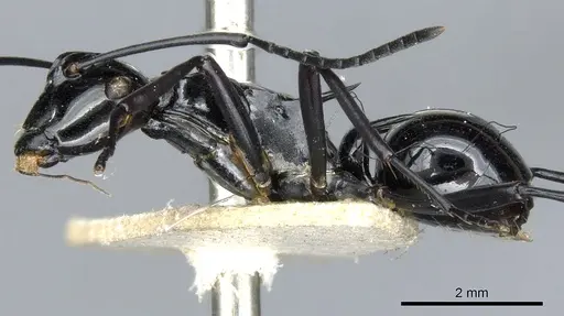 Polyrhachis trina specimen CASENT0903341 image casent0903341_3