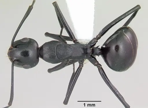 Polyrhachis trispinosa specimen CASENT0103196 image casent0103196_1