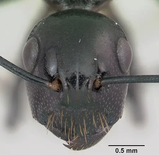 Polyrhachis trispinosa specimen CASENT0103196 image casent0103196_2