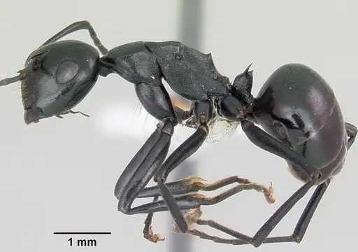 Polyrhachis trispinosa specimen CASENT0103196 image casent0103196_3