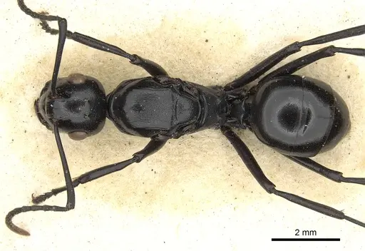 Polyrhachis trispinosa specimen CASENT0901865 image casent0901865_1