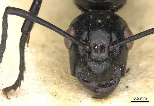 Polyrhachis trispinosa specimen CASENT0901865 image casent0901865_2