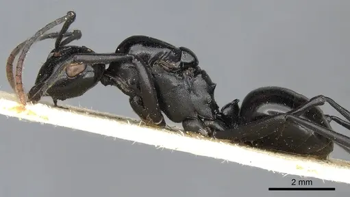 Polyrhachis trispinosa specimen CASENT0901865 image casent0901865_3