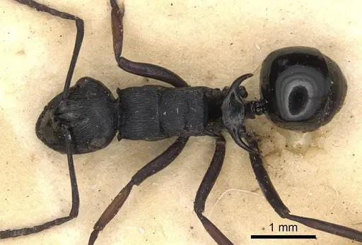 Polyrhachis trophima specimen CASENT0901815 image casent0901815_1