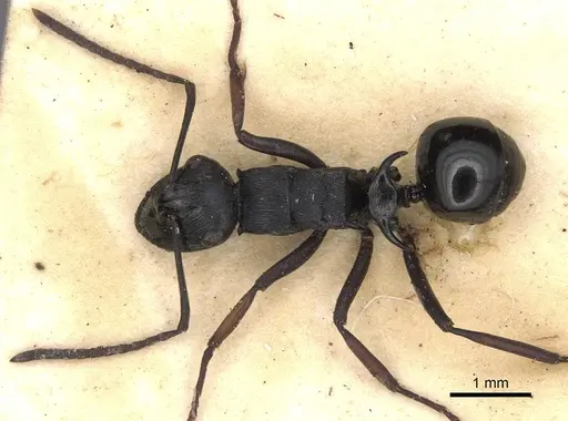 Polyrhachis trophima specimen CASENT0901815 image casent0901815_2