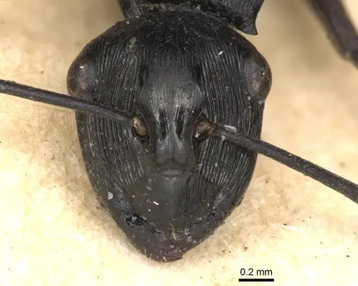 Polyrhachis trophima specimen CASENT0901815 image casent0901815_3