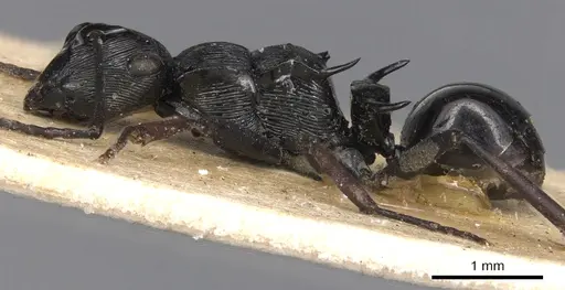 Polyrhachis trophima specimen CASENT0901815 image casent0901815_4