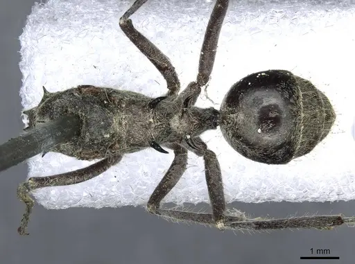 Polyrhachis tschu specimen CASENT0910855 image casent0910855_1