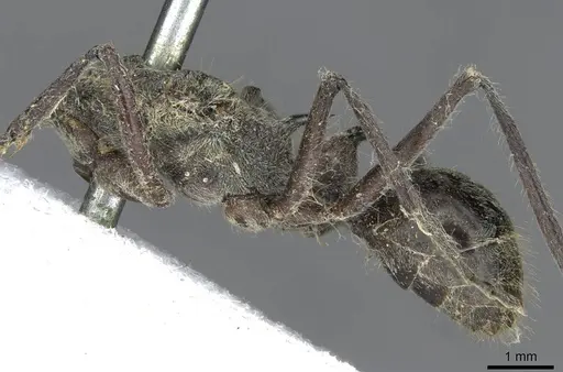 Polyrhachis tschu specimen CASENT0910855 image casent0910855_3