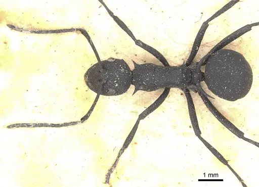 Polyrhachis tubericeps specimen CASENT0910899 image casent0910899_1
