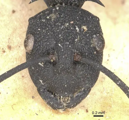 Polyrhachis tubericeps specimen CASENT0910899 image casent0910899_2