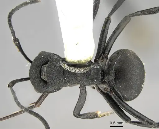 Polyrhachis tubericeps specimen CASENT0919917 image casent0919917_1