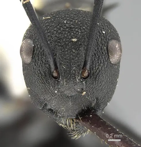 Polyrhachis tubericeps specimen CASENT0919917 image casent0919917_2