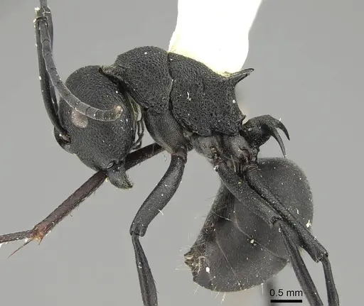 Polyrhachis tubericeps specimen CASENT0919917 image casent0919917_3