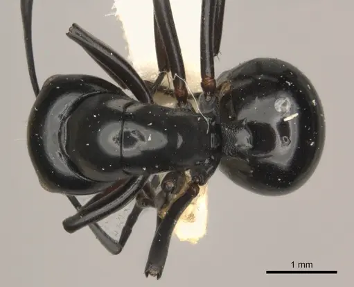 Polyrhachis tuberosa specimen CASENT0217440 image casent0217440_1