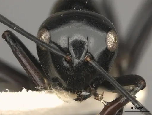 Polyrhachis tuberosa specimen CASENT0217440 image casent0217440_2