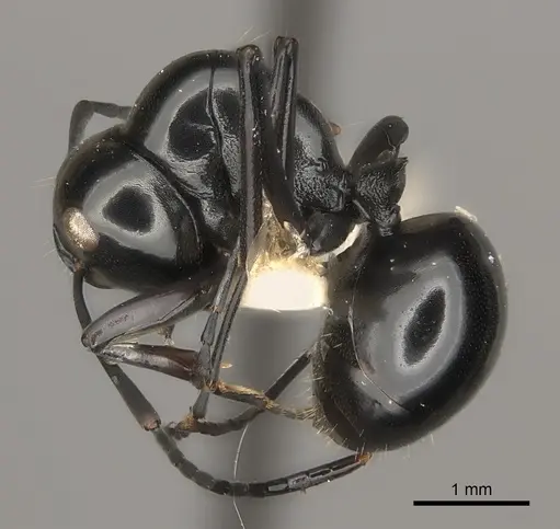 Polyrhachis tuberosa specimen CASENT0217440 image casent0217440_3