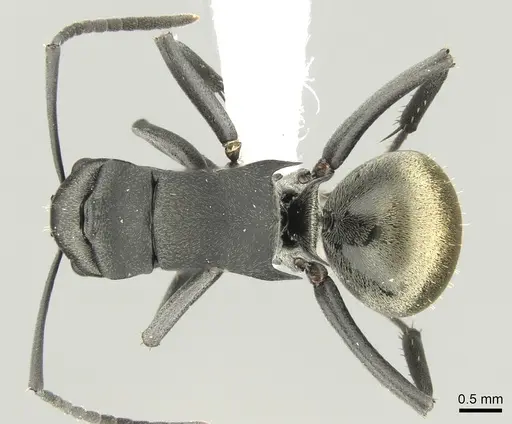Polyrhachis tubifera specimen CASENT0906595 image casent0906595_1