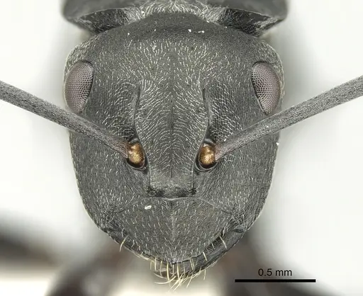 Polyrhachis tubifera specimen CASENT0906595 image casent0906595_2