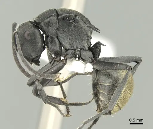 Polyrhachis tubifera specimen CASENT0906595 image casent0906595_3