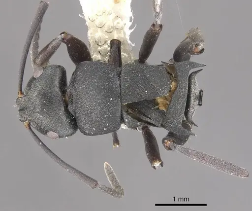 Polyrhachis tubifera specimen CASENT0910814 image casent0910814_1