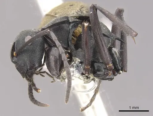 Polyrhachis tubifera specimen CASENT0910814 image casent0910814_4