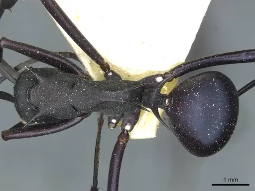 Polyrhachis tubifex specimen CASENT0912161 image casent0912161_1