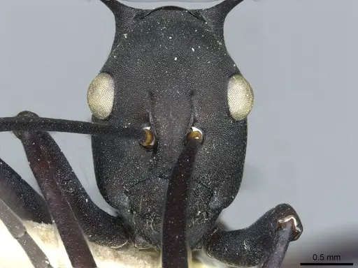Polyrhachis tubifex specimen CASENT0912161 image casent0912161_2
