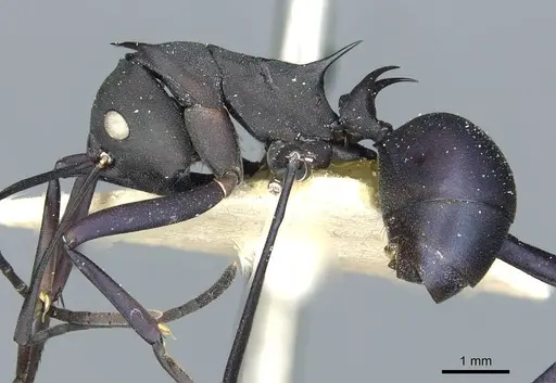 Polyrhachis tubifex specimen CASENT0912161 image casent0912161_3