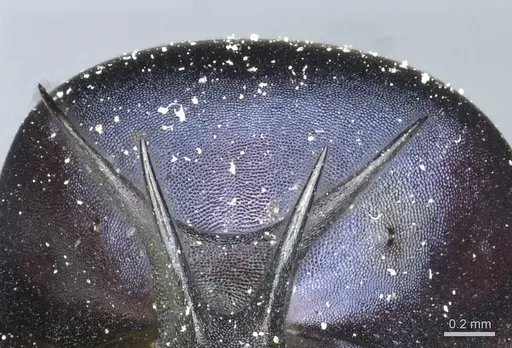 Polyrhachis tubifex specimen CASENT0912161 image casent0912161_4