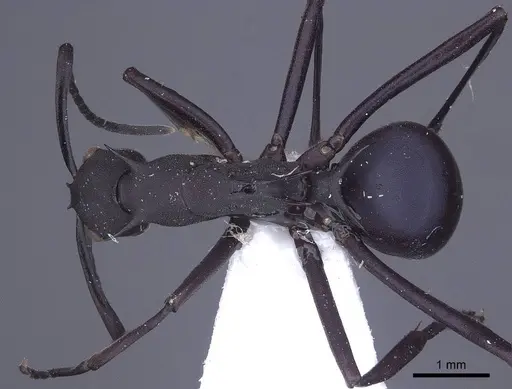 Polyrhachis tubifex specimen CASENT0916788 image casent0916788_1