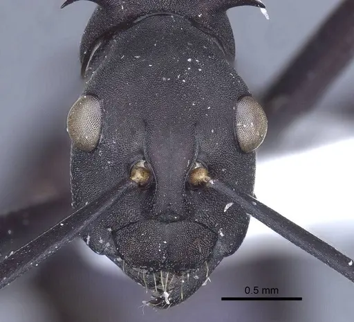 Polyrhachis tubifex specimen CASENT0916788 image casent0916788_2