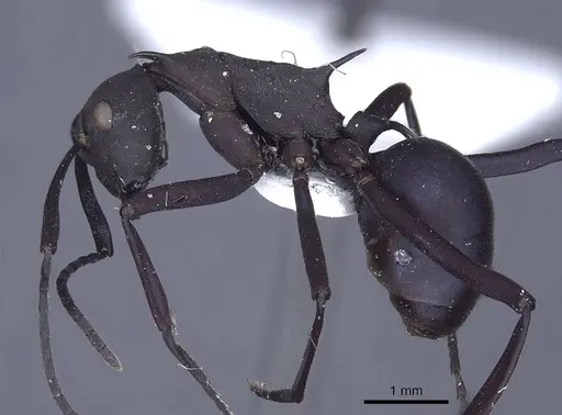 Polyrhachis tubifex specimen CASENT0916788 image casent0916788_3