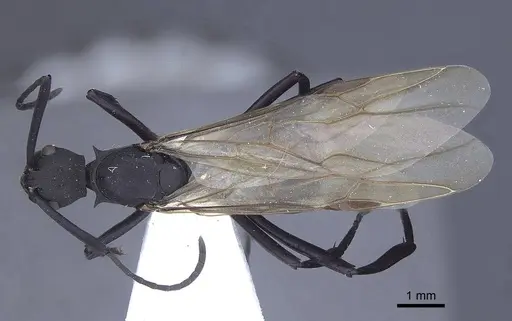 Polyrhachis tubifex specimen CASENT0916789 image casent0916789_1