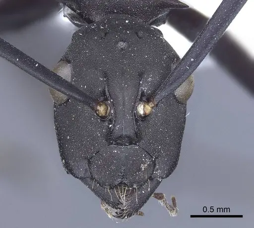 Polyrhachis tubifex specimen CASENT0916789 image casent0916789_2