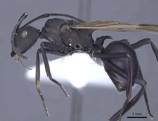 Polyrhachis tubifex specimen CASENT0916789 image casent0916789_3