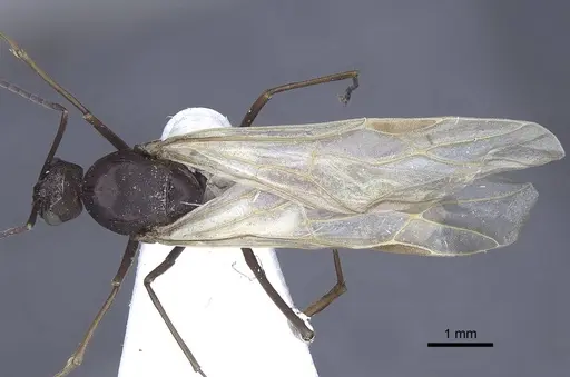 Polyrhachis tubifex specimen CASENT0916790 image casent0916790_1