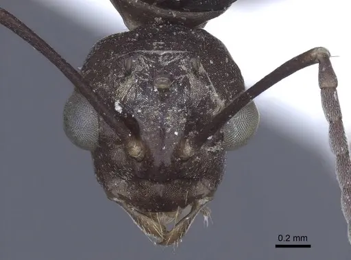 Polyrhachis tubifex specimen CASENT0916790 image casent0916790_2