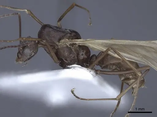 Polyrhachis tubifex specimen CASENT0916790 image casent0916790_3