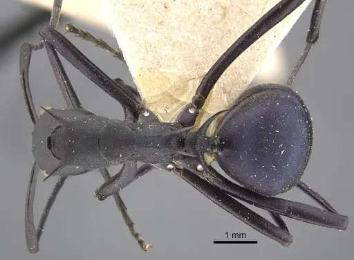 Polyrhachis tubifex specimen CASENT0917277 image casent0917277_1